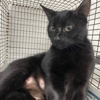 Domestic Short Hair Cats Available for Adoption - Karen | PetCurious