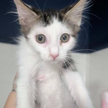 Tempe -  Domestic Short Hair Cat for Adoption in Bentonville, Arkansas - Tempe | PetCurious