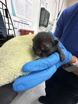 Rescue Domestic Long Hair Cats for Adoption in Camarillo, California - (BEIGE COLLAR) | PetCurious