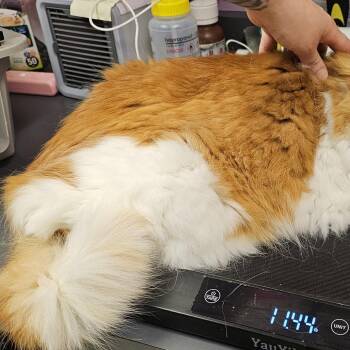 Annie -  Domestic Long Hair Cat for Adoption in Cedar Rapids, Iowa - Annie | PetCurious