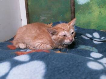 Domestic Short Hair Cats Available for Adoption in Houston, Texas - TANGERINE | PetCurious