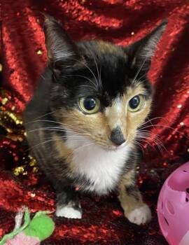 Lilith -  Domestic Short Hair Cat for Adoption in Conway, South Carolina - Lilith | PetCurious