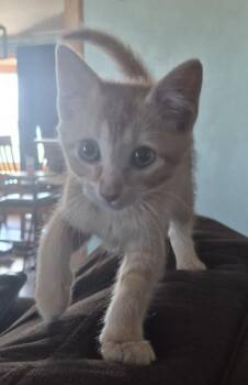 Muddball -  Domestic Short Hair Cat for Adoption in Gillette, Wyoming - Muddball | PetCurious