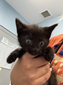 Jake Jr. -  Domestic Short Hair Cat for Adoption in Evansville, Indiana - Jake Jr. | PetCurious