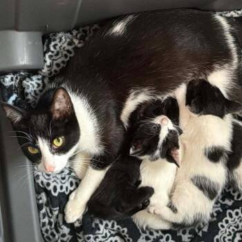 Mercedes (barn cat) -  Domestic Short Hair Cat for Adoption in Coos Bay, Oregon - Mercedes (barn Cat) | PetCurious