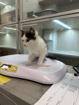 Cabo -  Domestic Short Hair Cat for Adoption in Bellevue, Washington - Cabo | PetCurious