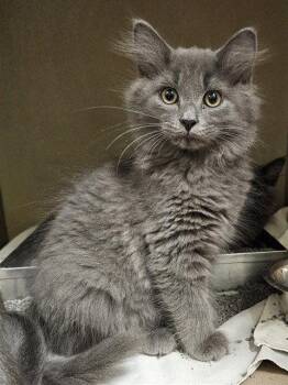 PUMKIN -  Domestic Long Hair Cat for Adoption in Clyde, North Carolina - PUMKIN | PetCurious