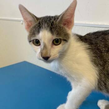 Jasper -  Domestic Short Hair Cat for Adoption in St. Helena, California - Jasper | PetCurious
