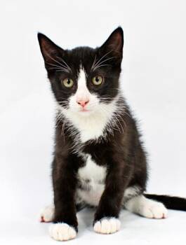 Squid -  Domestic Short Hair Cat for Adoption in Morton Grove, Illinois - Squid | PetCurious