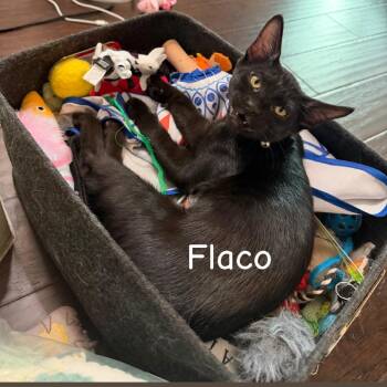 Flaco -  Domestic Short Hair Cat for Adoption in Prosper, Texas - Flaco | PetCurious