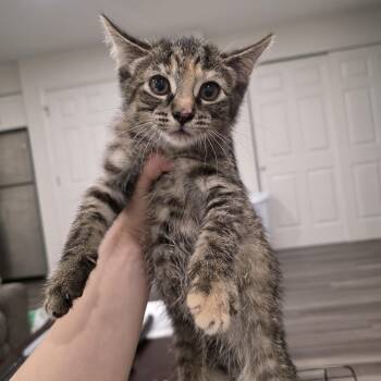Luna -  Torbie and Domestic Short Hair Cat for Adoption in Mastic, New York - Luna | PetCurious