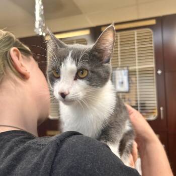 Moondancer -  Domestic Short Hair Cat for Adoption in Myerstown, Pennsylvania - Moondancer | PetCurious