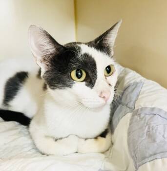 Rescue Domestic Short Hair Cats for Adoption in Savannah, Georgia - Zena | PetCurious