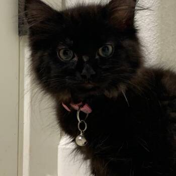 Domestic Long Hair Cats Available for Adoption - Madi | PetCurious