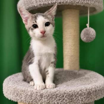Chamomile -  Tabby and Domestic Short Hair Cat for Adoption in Fort Worth, Texas - Chamomile | PetCurious