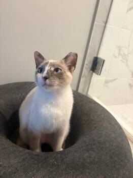 Bambi -  Domestic Short Hair Cat for Adoption in Sunrise, Florida - Bambi | PetCurious