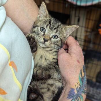 Tadpole -  Domestic Short Hair Cat for Adoption in Johnstown, Pennsylvania - Tadpole | PetCurious