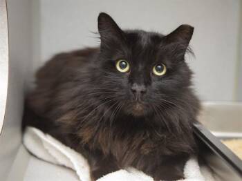 LUX -  Domestic Long Hair Cat for Adoption in Phoenix, Arizona - LUX | PetCurious