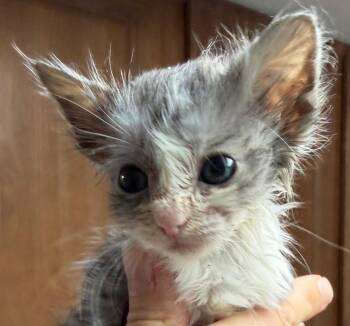 Domestic Short Hair Cats Available for Adoption in Bulverde, Texas - Montana | PetCurious