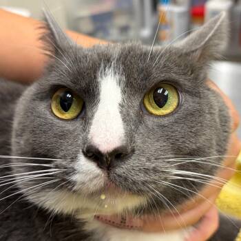 Shiloh -  Domestic Short Hair Cat for Adoption in Murray, Utah - Shiloh | PetCurious