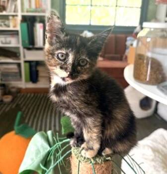 Dorothy (A143291) -  Tortoiseshell Cat for Adoption in Burbank, California - Dorothy (A143291) | PetCurious