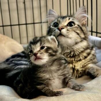 Mongoose -  Domestic Short Hair Cat for Adoption in St. Louis, Missouri - Mongoose | PetCurious