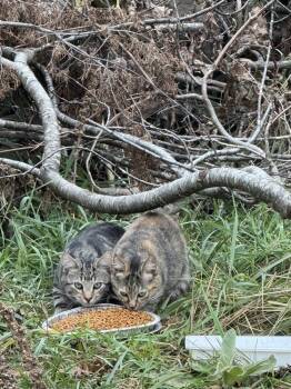 Rescue Domestic Short Hair Cats for Adoption in Franklin, West Virginia - 2 Feral Kittens | PetCurious