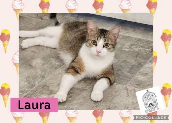 Laura -  Domestic Short Hair Cat for Adoption in Ashland, Illinois - Laura | PetCurious