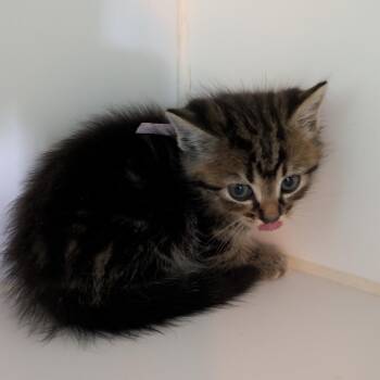 Timon -  Domestic Short Hair Cat for Adoption in Jefferson City, Tennessee - Timon | PetCurious