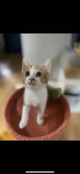 Rescue Domestic Short Hair Cats for Adoption in Rochester Hills, Michigan - Sonny | PetCurious