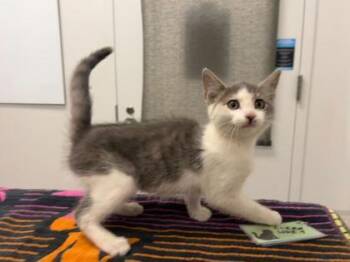 Jezebelle -  Domestic Short Hair Cat for Adoption in Kansas City, Missouri - Jezebelle | PetCurious