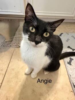 Domestic Short Hair Cats Available for Adoption in The Woodlands, Texas - Angie | PetCurious