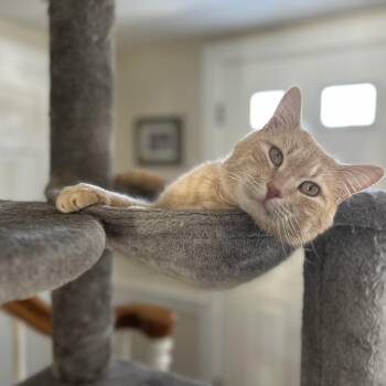 Domestic Short Hair Cats Available for Adoption in Bourne, Massachusetts - Jonas | PetCurious