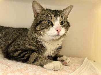 Domestic Short Hair Cats Available for Adoption - McDonald | PetCurious