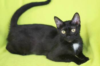 Clover -  Domestic Short Hair Cat Available for Adoption in Algood, Tennessee - Clover | PetCurious