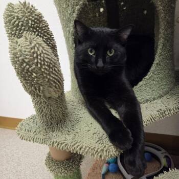 Lido -  Domestic Short Hair Cat for Adoption in Ballston Spa, New York - Lido | PetCurious