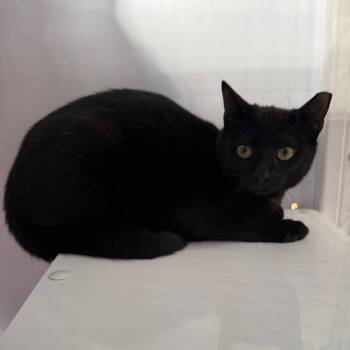 Domestic Short Hair Cats Available for Adoption - Molasses | PetCurious