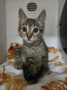 Loofah -  Domestic Short Hair Cat for Adoption in Savannah, Georgia - Loofah | PetCurious