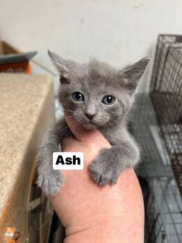 Domestic Short Hair Cats Available for Adoption in Yardley, Pennsylvania - Ash | PetCurious
