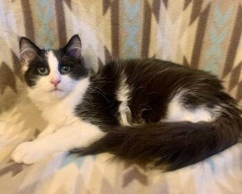 Rescue Domestic Long Hair Cats for Adoption in San Jose, California - Benny | PetCurious