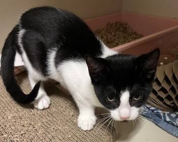 2026-49 Stitch -  Domestic Short Hair Cat for Adoption in Windsor, Connecticut - 2026-49 Stitch | PetCurious