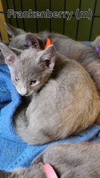 Rescue Domestic Short Hair Cats for Adoption in North Brunswick Township, New Jersey - Frankenberry | PetCurious