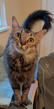Sophie -  Domestic Long Hair Cat for Adoption in Roxbury Township, New Jersey - Sophie | PetCurious