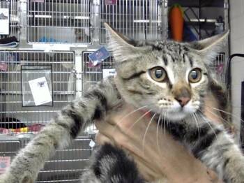 SPADE -  Domestic Short Hair Cat for Adoption in Pasadena, Texas - SPADE | PetCurious