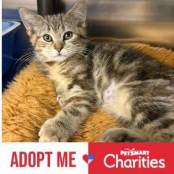 Domestic Short Hair Cats Available for Adoption in Falls Church, Virginia - Lilith | PetCurious