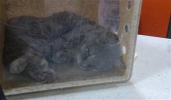 BONNIE -  Domestic Short Hair Cat for Adoption in Louisville, Kentucky - BONNIE | PetCurious