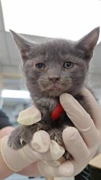 Lulu (pas de collier) -  Domestic Medium Hair and Domestic Short Hair Cat for Adoption in Montreal, Quebec - Lulu (pas De Collier) | PetCurious