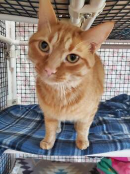Big Mac -  Domestic Short Hair Cat for Adoption in Altoona, Pennsylvania - Big Mac | PetCurious
