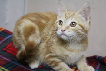 Eliza -  Tabby Cat for Adoption in Portage, Wisconsin - Eliza | PetCurious