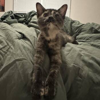 Pino -  Domestic Short Hair Cat for Adoption in Columbia, Missouri - Pino | PetCurious